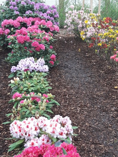 Blüten 1 Frankenberg Custom